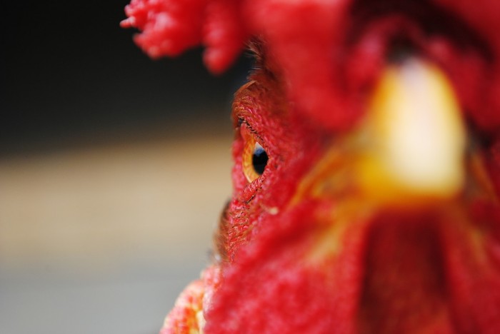 Groundbreaking Study Reveals Smell of Live Chicken Could Prevent Malaria