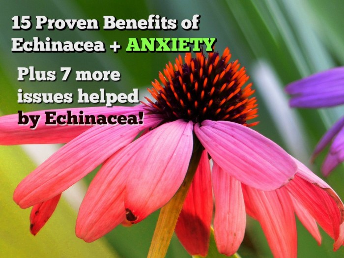 Echinacea Helps With Anxiety and These 22 Other Issues