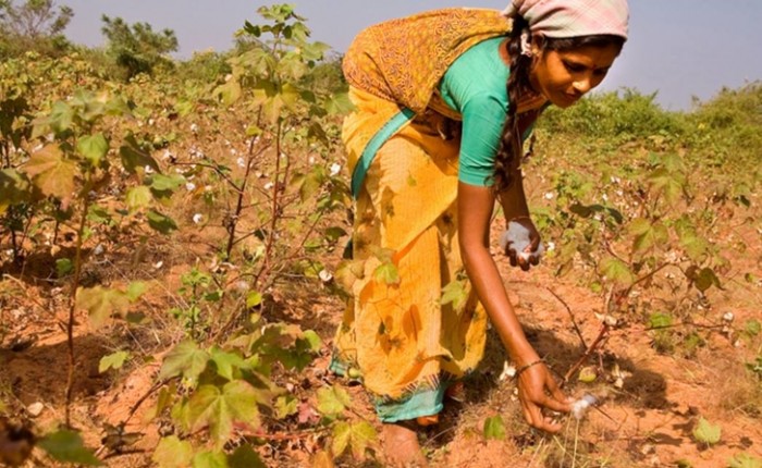 Monsanto Losing Millions As Farmers In India Rebel, Plant Indigenous Seed