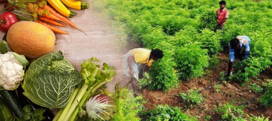 Sikkim Officially Declared India’s First 100% Organic, GMO-Free State