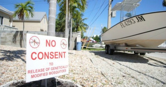 Florida Keys Residents Resist Controversial GMO Mosquito Trial