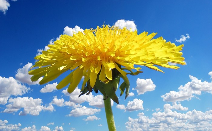 The Incredible Edible Dandelion: Using This Weed to the Fullest