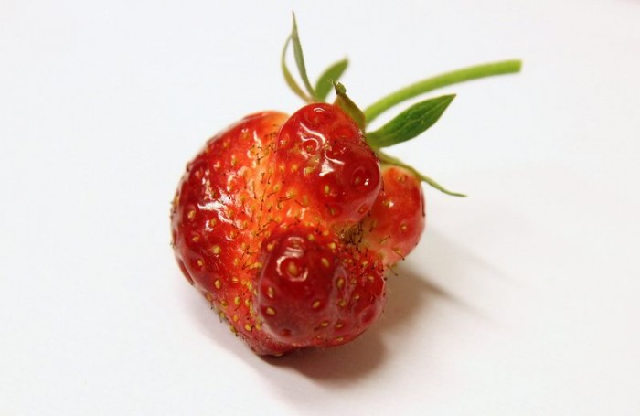 Stores Finally Begin Selling ‘Ugly’ Produce To Solve Hunger and Waste