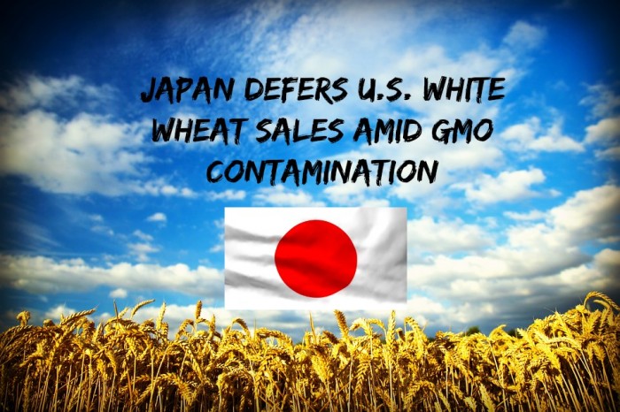 Japan Halts U.S. White Wheat Purchases Until GMO Test is Created