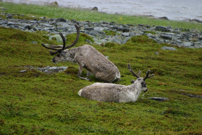 Dozens Hospitalized With Anthrax Contracted From Thawed WW2 Era Reindeer