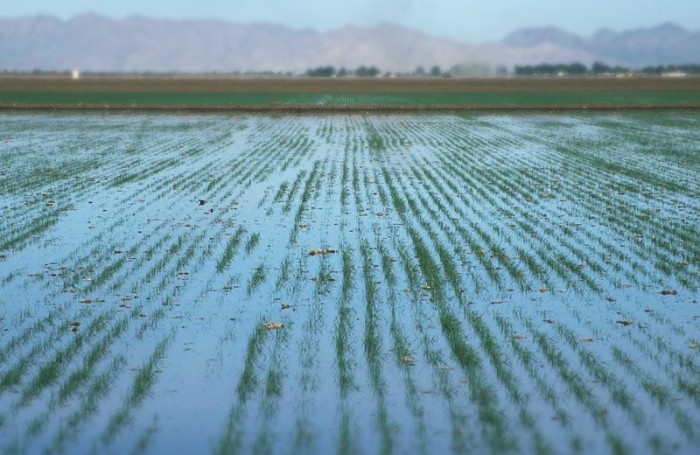 350,000 People Just Asked The Governor To Stop Using Oil Wastewater On Cali Crops