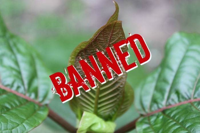 Action Alert: Help Stop The DEA’s Attack On Kratom, Plant That Stops Opiate Addiction