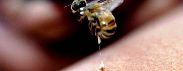 Cure for AIDS? Bee Venom Destroys HIV Cells, Finds Washington University Study