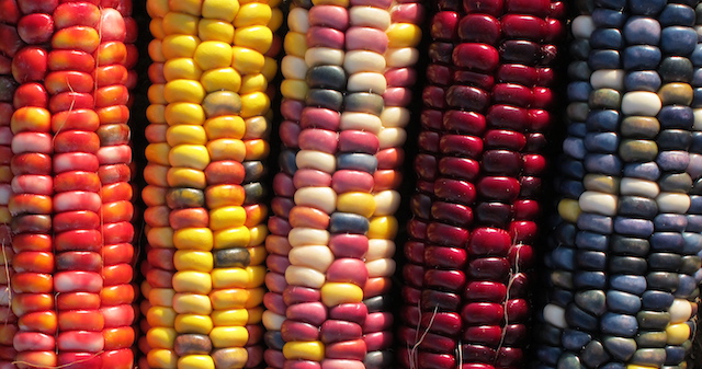 colorful-corn