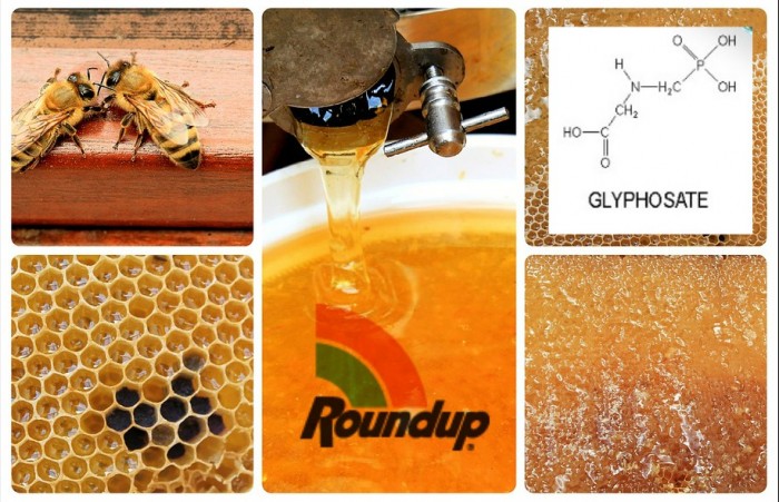 FDA Finds Monsanto’s Roundup In Honey Samples Across America