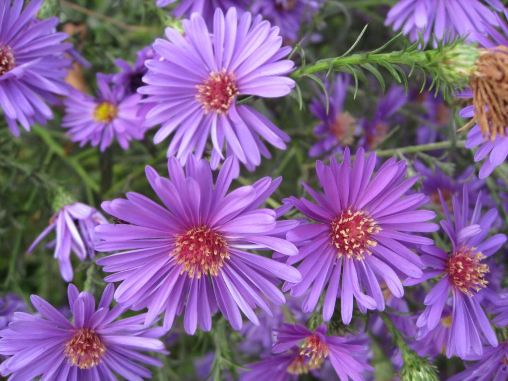 aster-flowers-1024x768