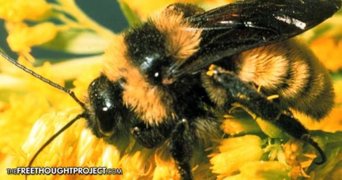 Wake Up Call — Bumble Bee Just Proposed for U.S. Endangered Species Status