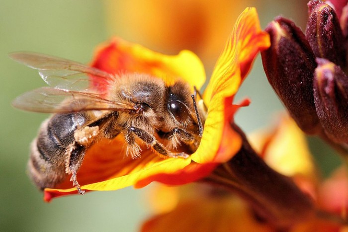 5 Things You Can Do To Help Save The Bees