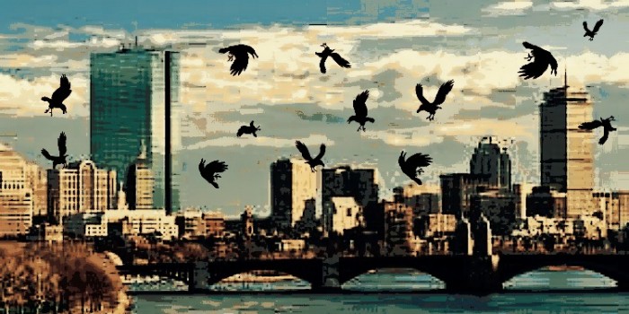 Why Did Dozens of Dead Birds Fall From the Sky In Boston?