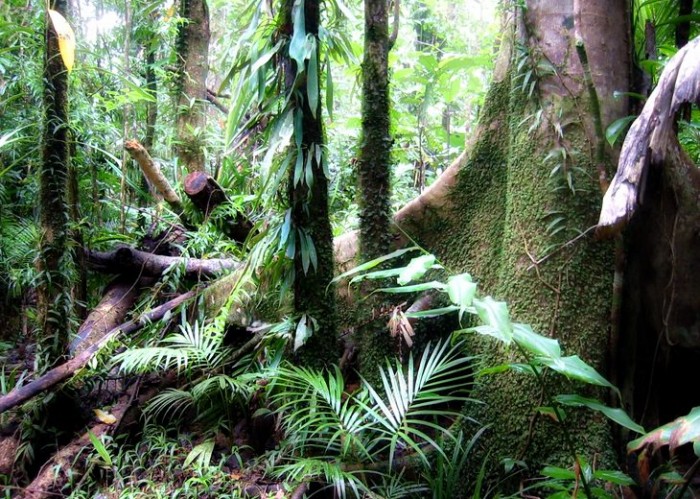 Cancer Cure May Have Finally Been Found In The Australian Rainforest