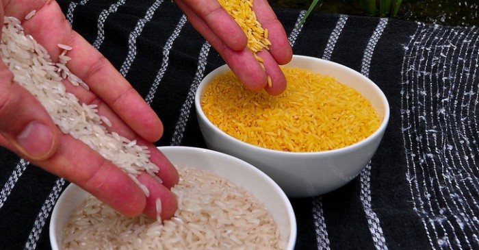 Prominent Latin American Scientists Say Bill Gates’ Golden Rice Is a Total Failure
