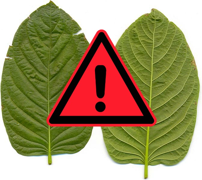 DEA Might Get a Backdoor Way to Ban Kratom – Act Now!
