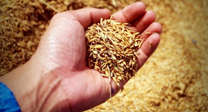 Organic Rice Crop Yields Debunk Myth GMOs Are Needed to Feed the World