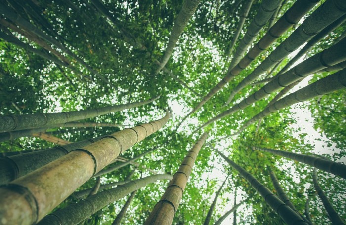 15 Reasons Why You Should Grow Bamboo The Perfect Prepper Plant