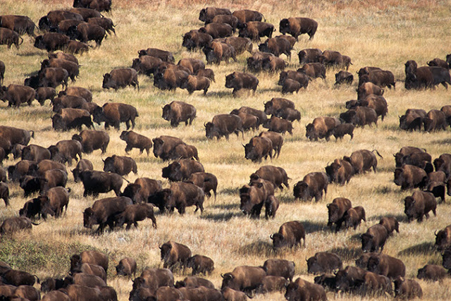 Thousands Of Buffalo Appear At Site Of Standing Rock Protest [Watch]