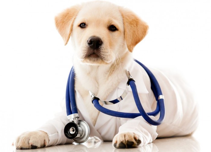 Flu Vaccines From Dogs?