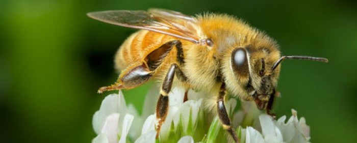 Could Honey be the Future of Anti-Bacterial Medicine?