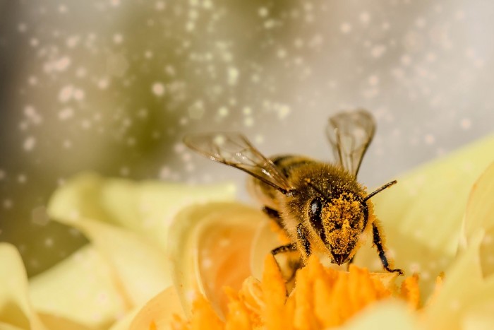 Report: Most Top Grocery Chains Fail on Pollinator Protection