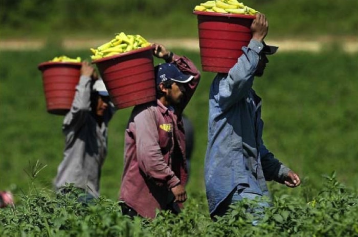GMO Corporations Violate Human Rights And Break Federal Law Repeatedly In Horrible Migrant Labor Camps