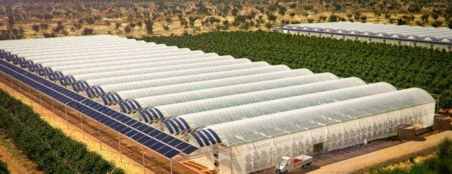 Desert Farm Grows 17,000 Tons of Food Without Soil, Pesticides, Fossil Fuels or Groundwater