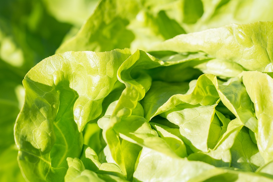 survival-garden-growing-lettuce