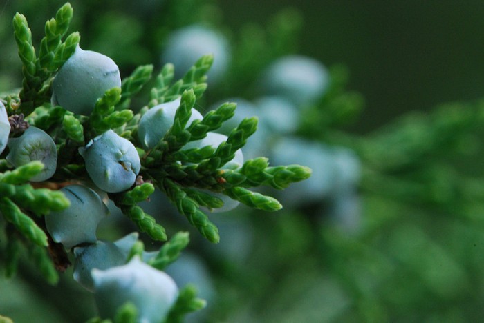 Explore the Health Benefits of Cedarwood Essential Oil