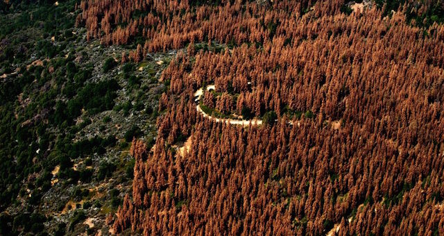 Not Just Bees, Trees Are Dying Off At An Alarming Rate With Little Public Attention