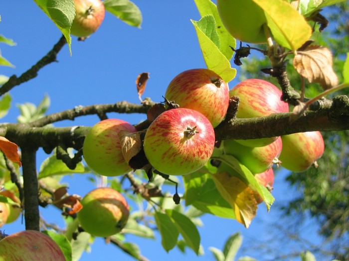 How to Organically Take Care of Your Backyard Apple Tree