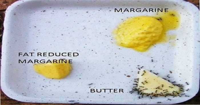 The FAT Facts: Butter vs Margarine