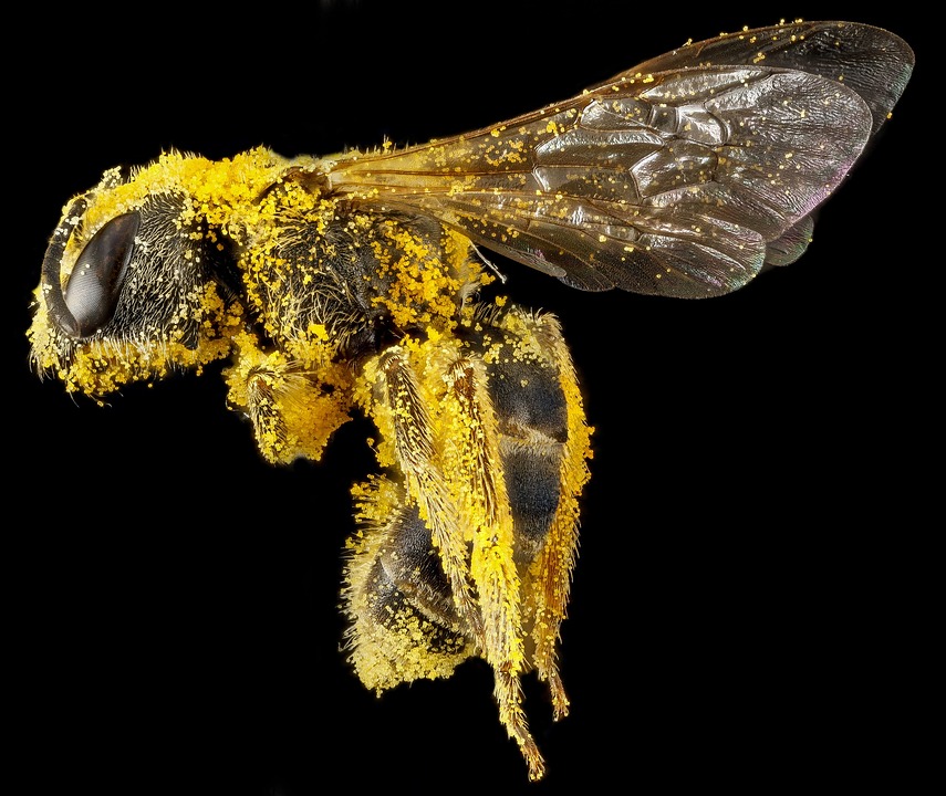 EPA beekeepers pesticides