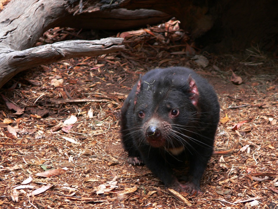 tasmanian-devil antibiotic resistance