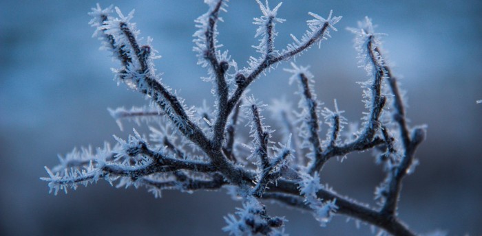 Save Your Garden: Learn How to Predict Frost