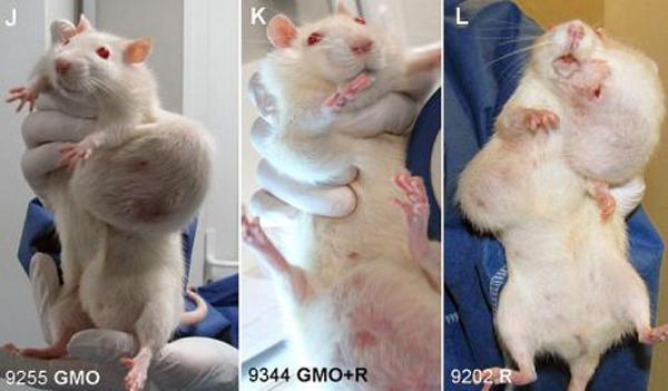 GMO rats cancer tumor study