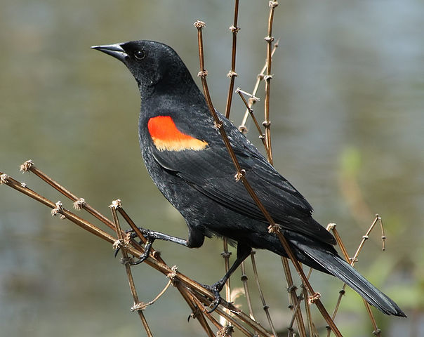 Why Is It Raining Dead Birds In New Jersey?