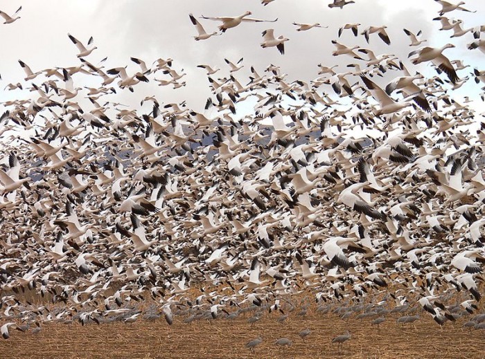 Mass Die Off of Snow Geese When They Landed On Toxic Pit of Water