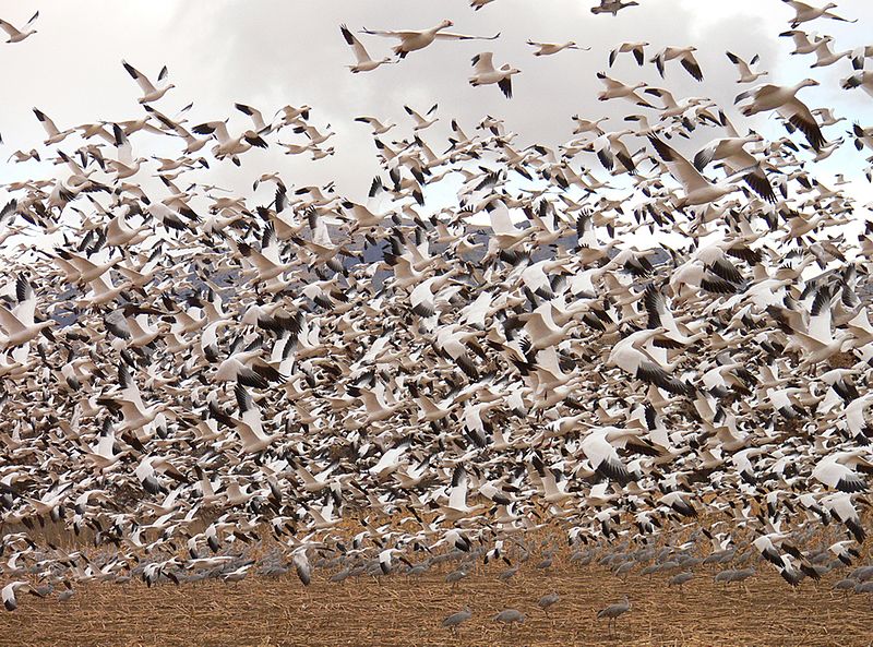 snow geese mass death
