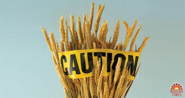 MIT Scientist Explains Why Modern Wheat is Causing So Many Health Problems