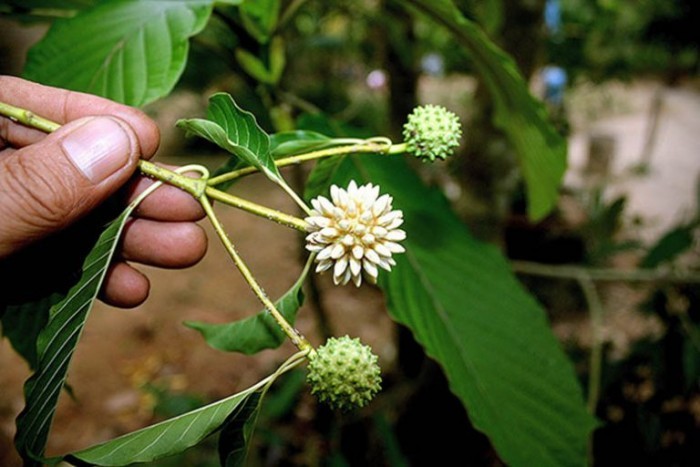 Osteopathic Association: Kratom An Opioid Alternative, Ban Would Stifle Science