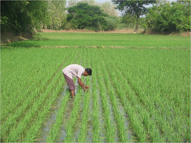 Helping Farmers: Healthier Food, Stronger Communities