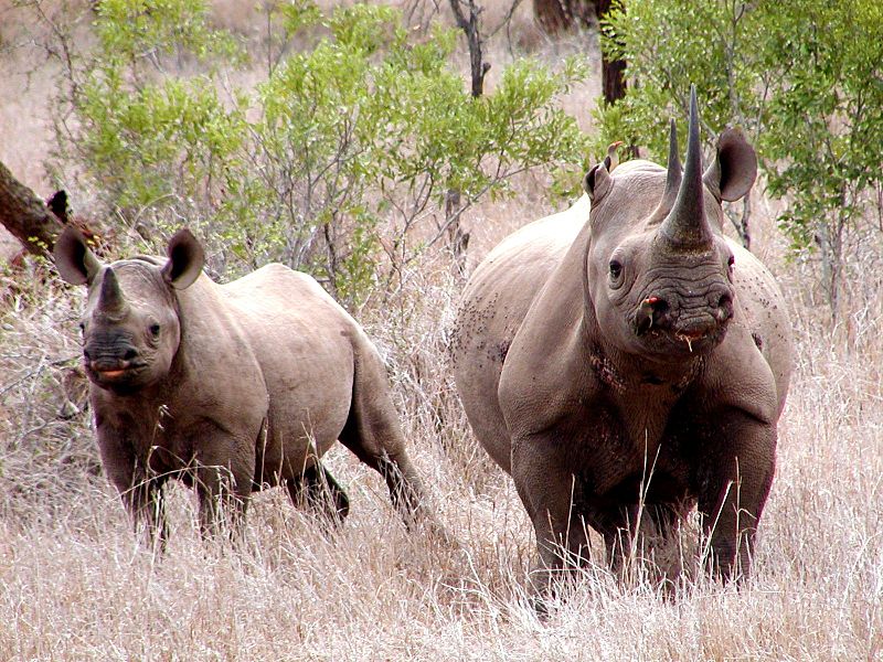 Black_rhinos_(6880954877)