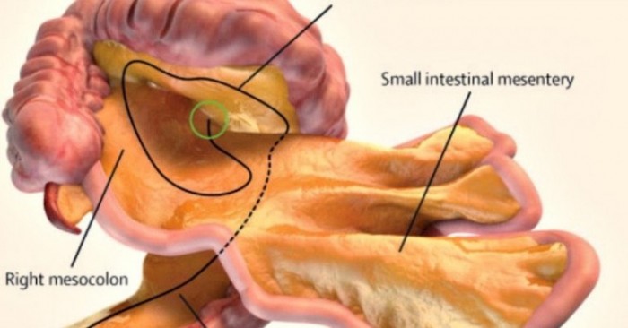 New Organ Discovered in the Human Body