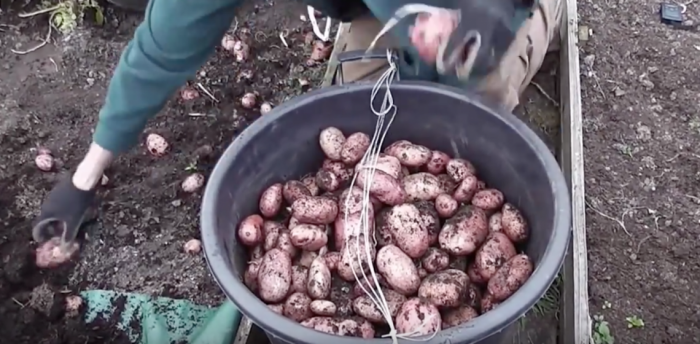 Incredible Way to Grow Potatoes