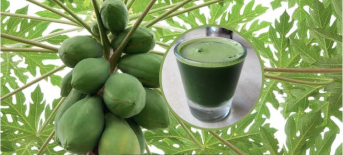 How To Drink Papaya Leaf Juice to Detoxify Liver, Reverse Fatty Liver and Stop Liver Cancer