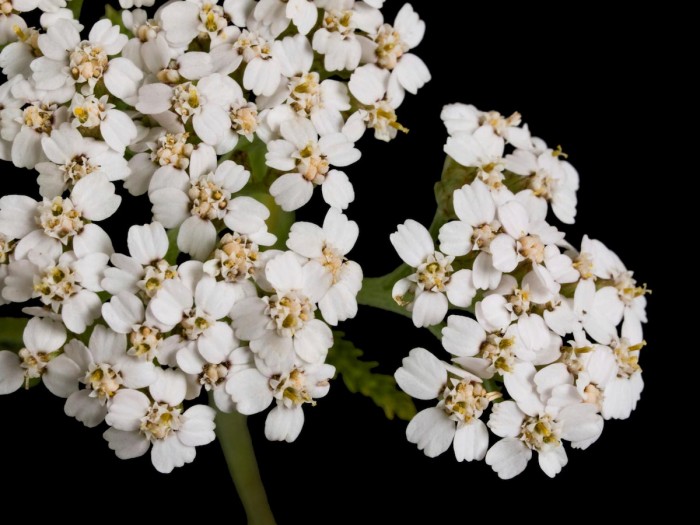 These Incredible Plants Were Used by Native Americans to Cure Every Illness