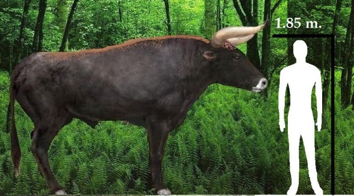 Scientists Attempting to Bring Back to Life This Enormous Extinct Cow, Mammoths are Next